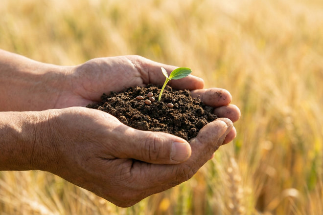手のひらに乗った植物の種と芽、成長のシンボル
